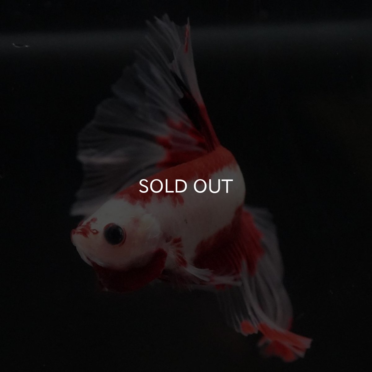 画像10: HM ファンシーレッド ローズテール (10)