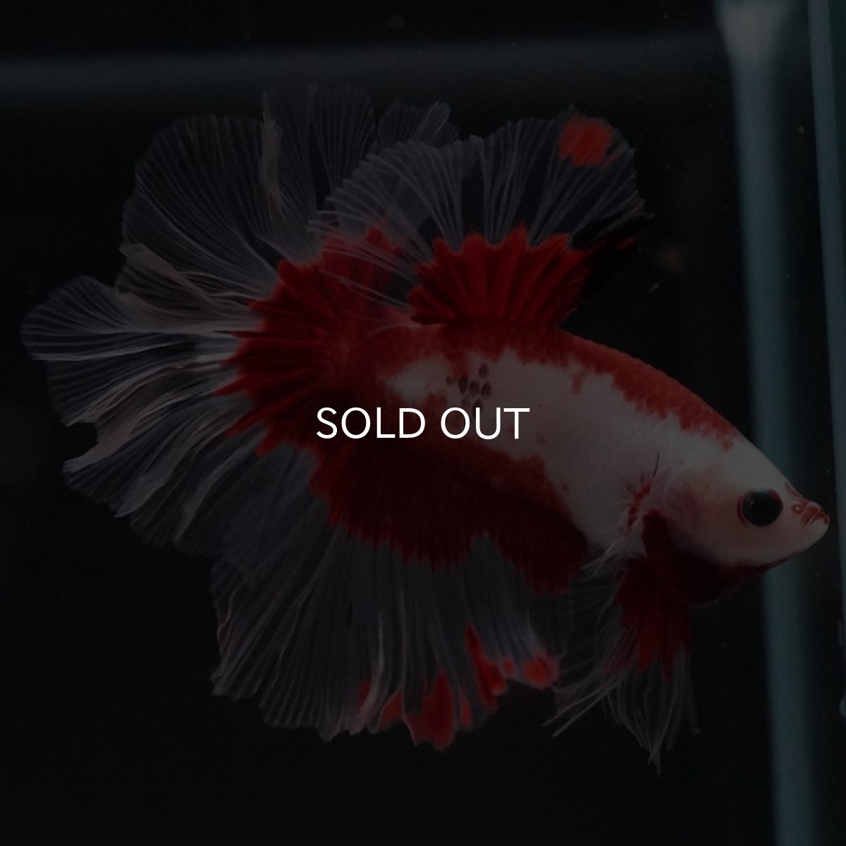 画像4: HM ファンシーレッド ローズテール (4)