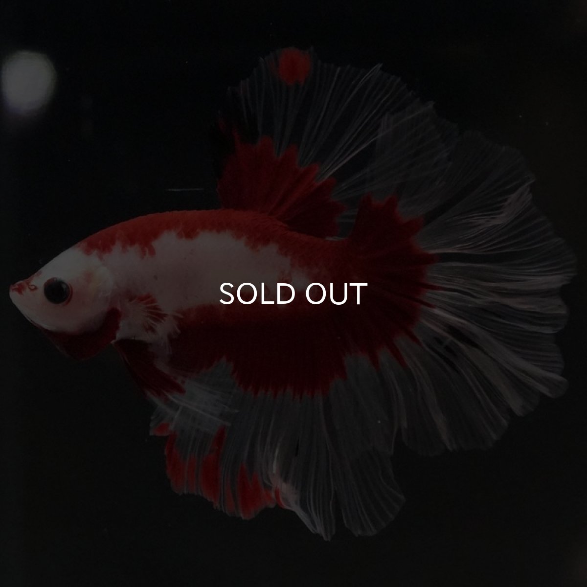 画像2: HM ファンシーレッド ローズテール (2)