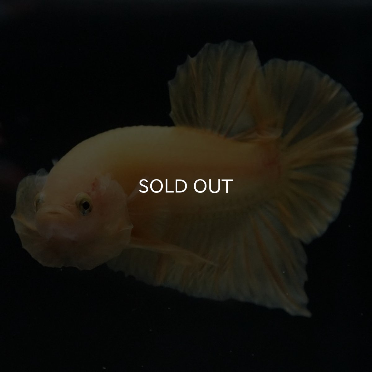 画像2: HMPK ソリッドイエロー (2)