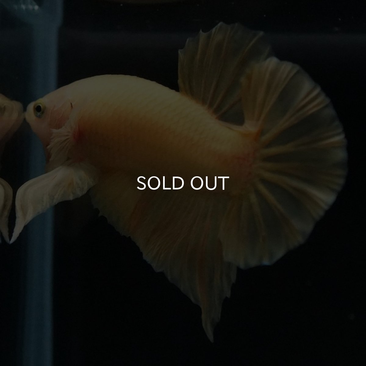 画像8: HMPK ソリッドイエロー (8)