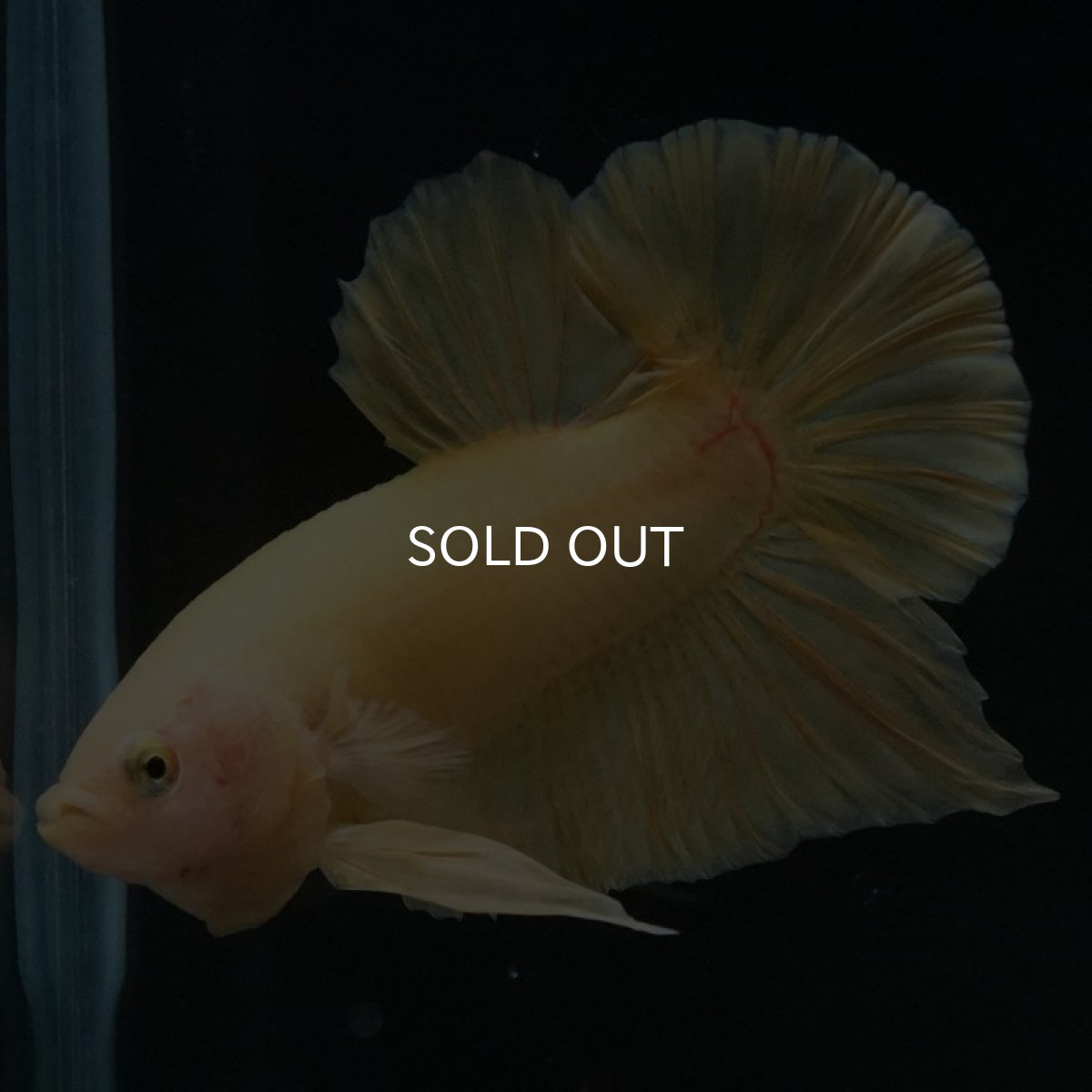 画像6: HMPK ソリッドイエロー (6)