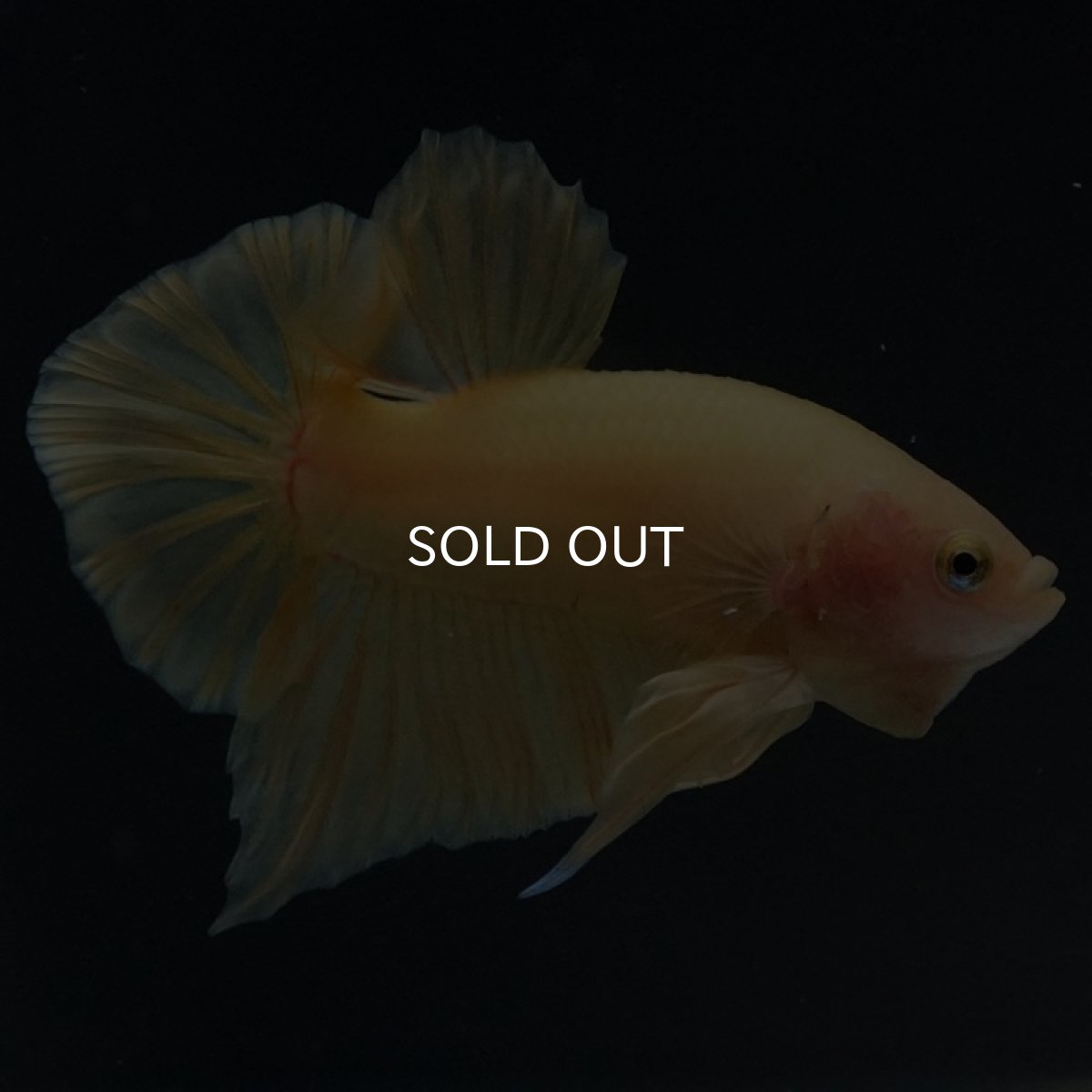 画像3: HMPK ソリッドイエロー (3)