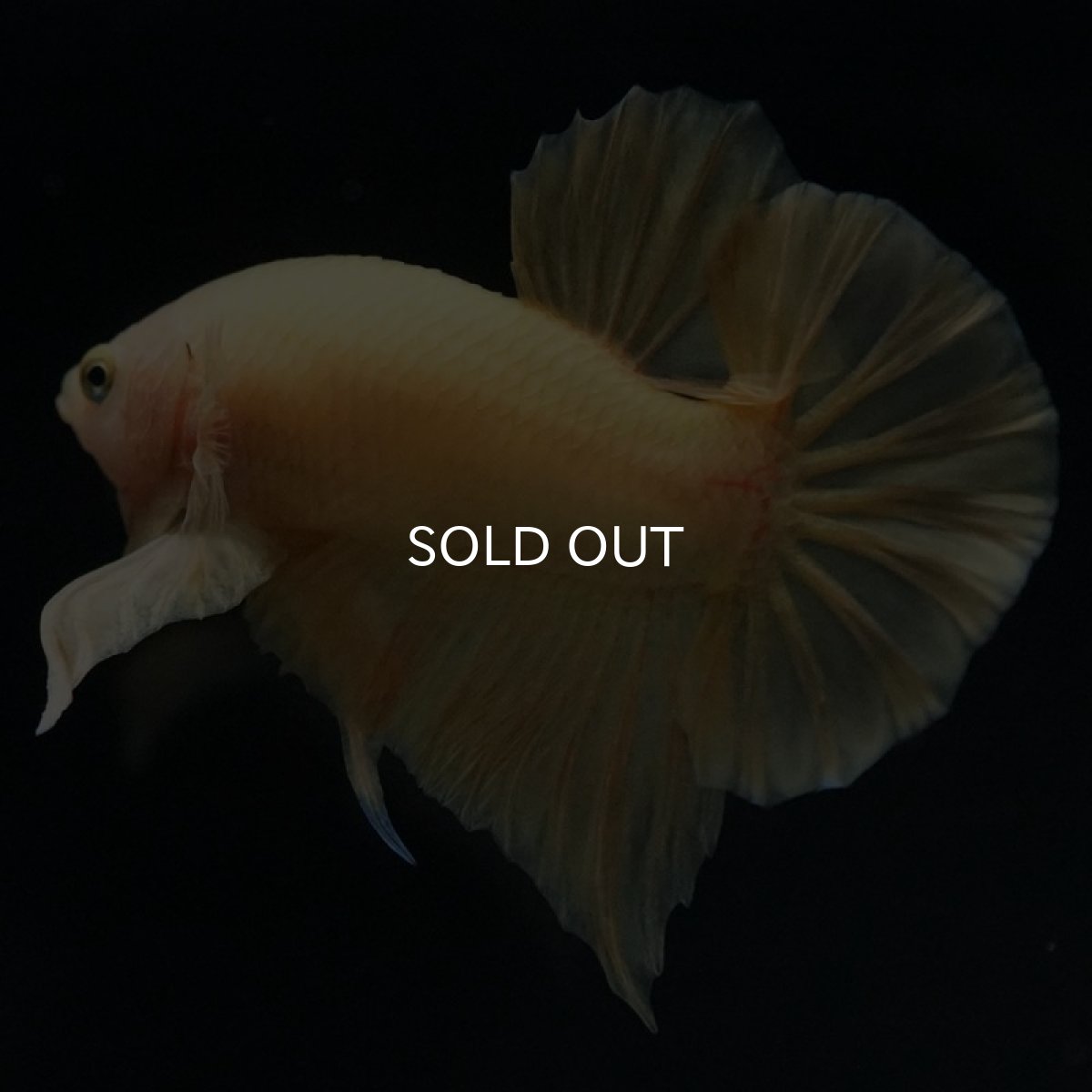 画像4: HMPK ソリッドイエロー (4)