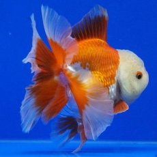 画像11: タイ産　超短オランダ　ハーフムーン　11cm± (11)