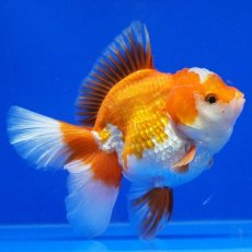 画像13: タイ産　超短オランダ　ハーフムーン　11cm± (13)