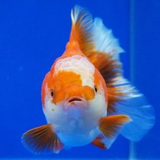 画像8: タイ産　超短オランダ　ハーフムーン　11cm± (8)