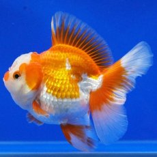 画像6: タイ産　超短オランダ　ハーフムーン　11cm± (6)