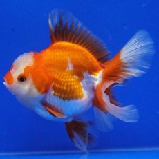 画像4: タイ産　超短オランダ　ハーフムーン　11cm± (4)