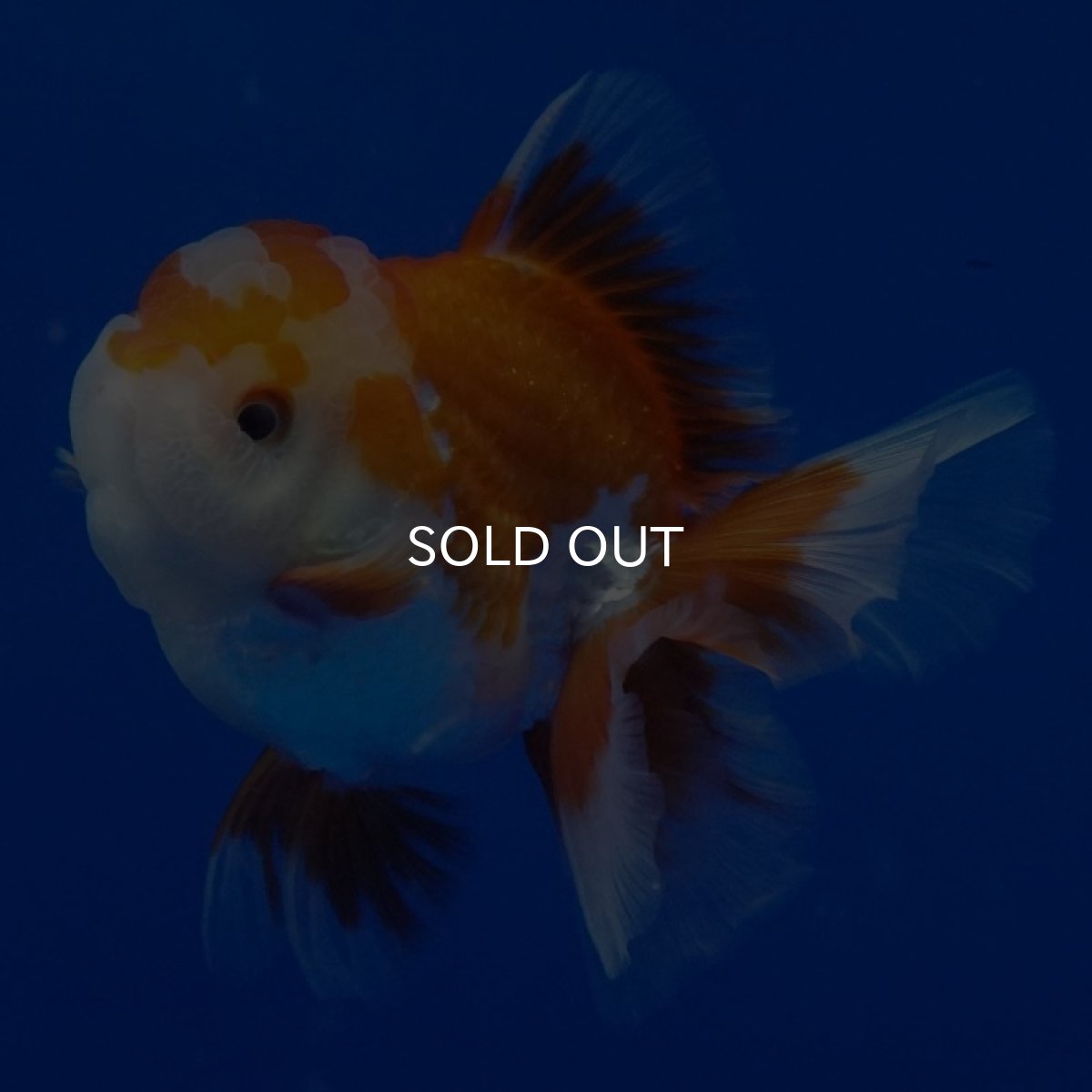 画像1: タイ産　超短オランダ　ハーフムーン　10cm± (1)