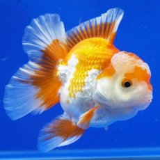画像11: タイ産　超短オランダ　ハーフムーン　10cm± (11)