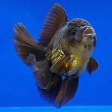 画像8: タイ産　超短オランダ　ハーフムーン　11cm± (8)