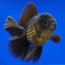 画像3: タイ産　超短オランダ　ハーフムーン　11cm± (3)