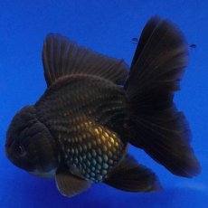 画像6: タイ産　超短オランダ　ハーフムーン　11cm± (6)