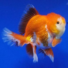 画像13: タイ産　超短オランダ　ハーフムーン　10cm± (13)