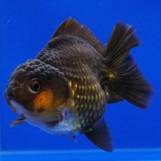 画像7: タイ産　超短オランダ　ショートテール　10cm± (7)
