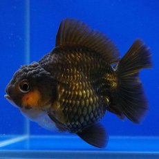 画像5: タイ産　超短オランダ　ショートテール　10cm± (5)