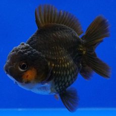 画像3: タイ産　超短オランダ　ショートテール　10cm± (3)