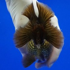 画像9: タイ産　超短オランダ　ショートテール　10cm± (9)