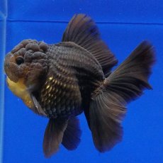 画像11: タイ産　超短オランダ　ハーフムーン　11cm± (11)