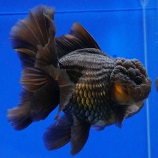 画像8: タイ産　超短オランダ　ハーフムーン　11cm± (8)