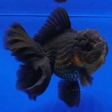 画像2: タイ産　超短オランダ　ハーフムーン　11cm± (2)