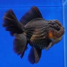 画像4: タイ産　超短オランダ　ハーフムーン　11cm± (4)