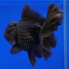 画像5: タイ産　超短オランダ　ハーフムーン　11cm± (5)