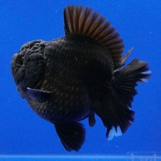 画像12: タイ産　超短オランダ　ショートテール　10cm± (12)