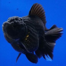 画像11: タイ産　超短オランダ　ショートテール　10cm± (11)