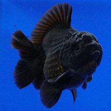 画像6: タイ産　超短オランダ　ショートテール　10cm± (6)