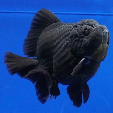 画像8: タイ産　超短オランダ　ショートテール　10cm± (8)