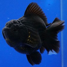 画像10: タイ産　超短オランダ　ショートテール　10cm± (10)