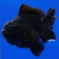 画像9: タイ産　超短オランダ　ショートテール　10cm± (9)