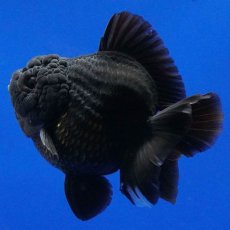 画像7: タイ産　超短オランダ　ショートテール　10cm± (7)
