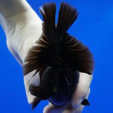 画像13: タイ産　超短オランダ　ショートテール　10cm± (13)