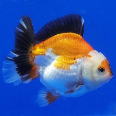 画像9: タイ産　超短オランダ　ショートテール　10cm± (9)