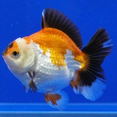画像2: タイ産　超短オランダ　ショートテール　10cm± (2)