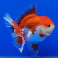 画像8: タイ産　超短オランダ　ハーフムーン　11cm± (8)