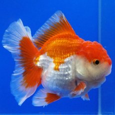 画像6: タイ産　超短オランダ　ハーフムーン　11cm± (6)