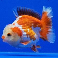 画像6: タイ産　超短オランダ　ショートテール　10cm± (6)