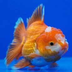 画像11: タイ産　超短オランダ　ハーフムーン　10cm± (11)