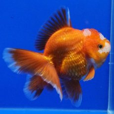 画像12: タイ産　超短オランダ　ハーフムーン　10cm± (12)