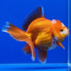画像10: タイ産　超短オランダ　ハーフムーン　10cm± (10)