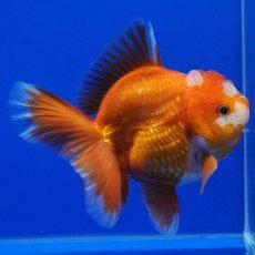 画像8: タイ産　超短オランダ　ハーフムーン　10cm± (8)