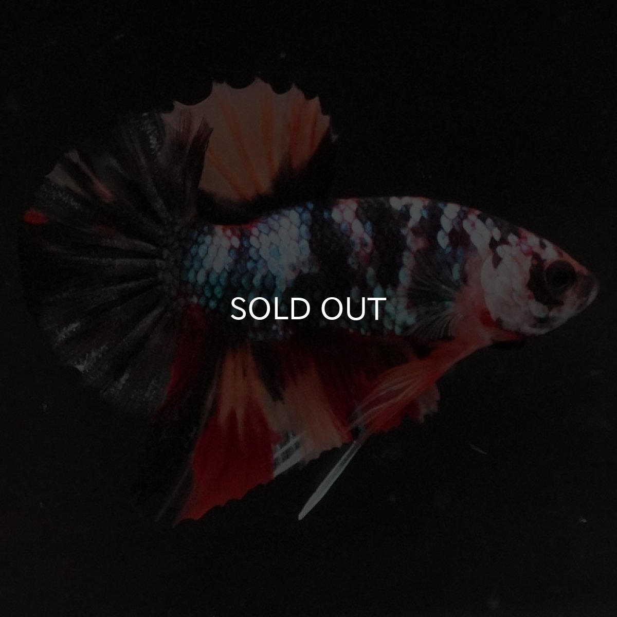 画像9: HMPK　ブラックキャンディ (9)