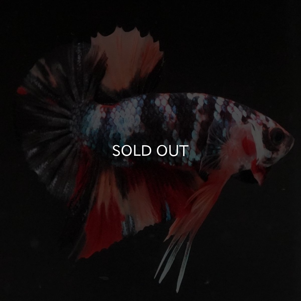 画像7: HMPK　ブラックキャンディ (7)