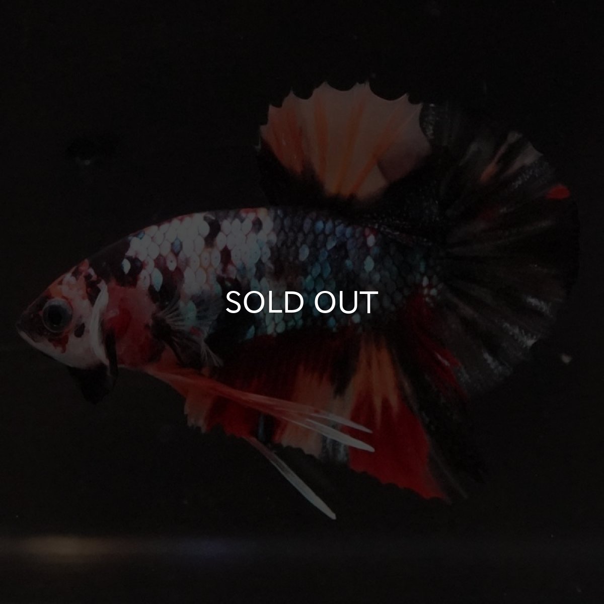 画像10: HMPK　ブラックキャンディ (10)