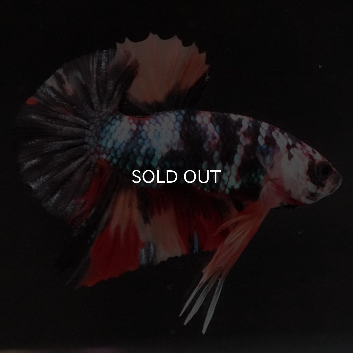 画像5: HMPK　ブラックキャンディ (5)