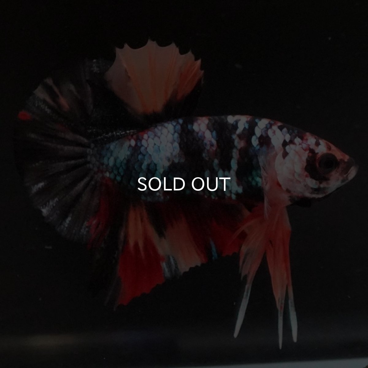 画像3: HMPK　ブラックキャンディ (3)